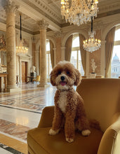 Load image into Gallery viewer, Genuine Leather Dog Collar: Diana Collar