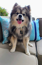 Load image into Gallery viewer, Customer Favorite// Genuine Leather Dog Collar: Sonoma Collar